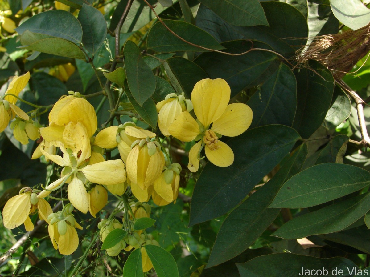 Senna bacillaris (L.f.) H.S.Irwin & Barneby